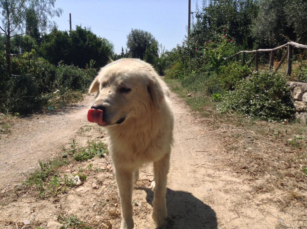 Willa Antico Frantoio Cerchiara di Calabria Zewnętrze zdjęcie